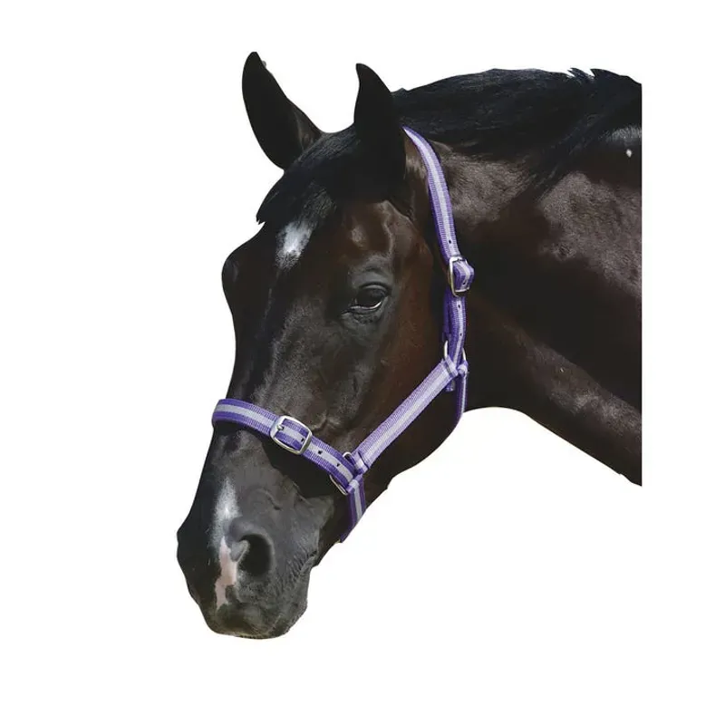 Roma Halter and Lead Set in Purple/Silver