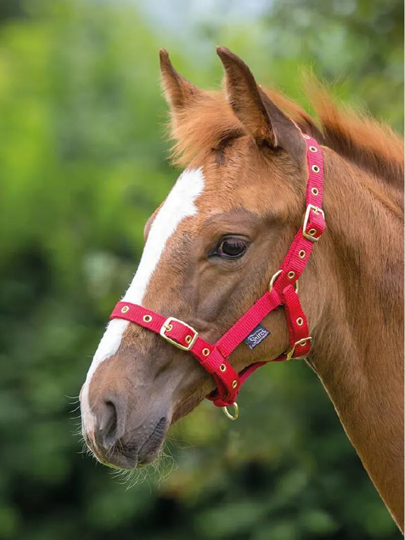Shires Foal Headcollar In Red