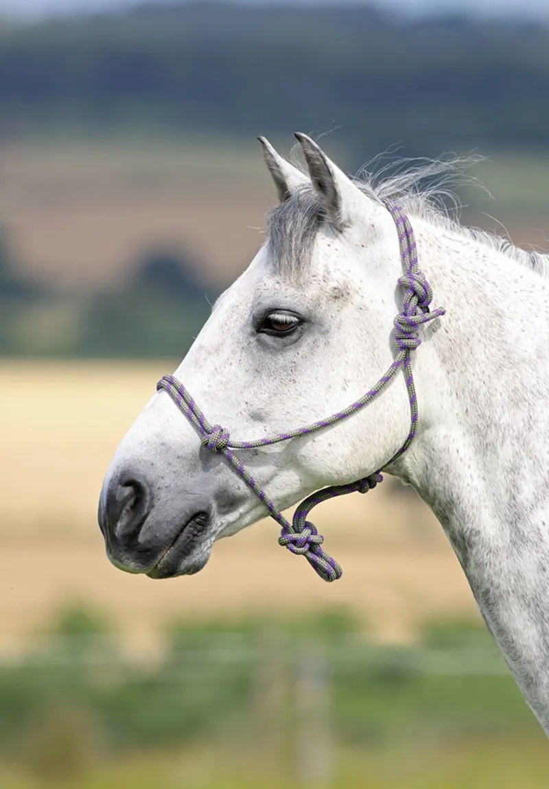 Rope Control Headcollar BLACK/WHITE one size