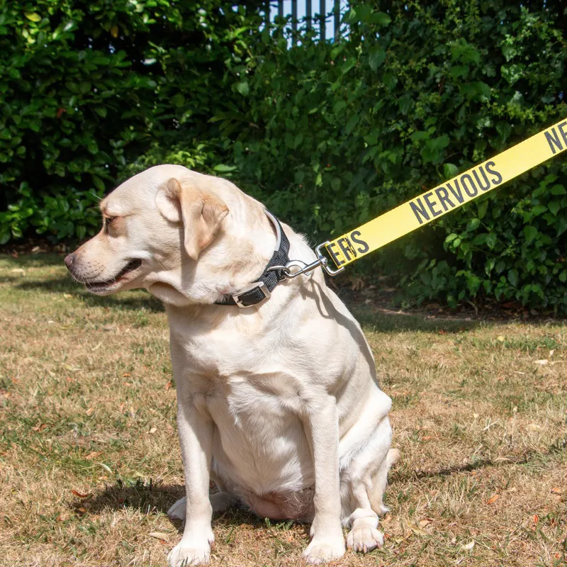 Ancol Obedia Awareness Dog Lead NERVOUS Yellow 40mm x 1.5m-1